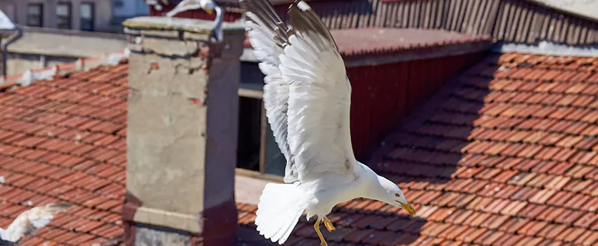 Residential Chimney Animal Removal Solution in Cary, IL