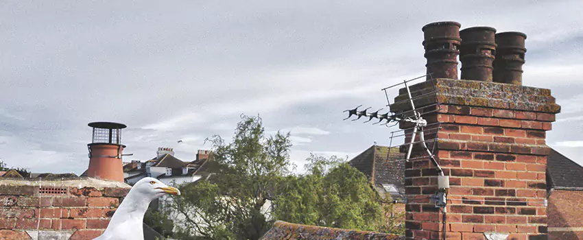 Chimney Cleaning And Restoration in Cary, Illinois